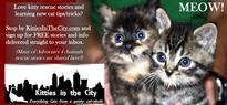Kitties in the City