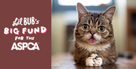 Lil Bub's Big Fund for the ASPCA