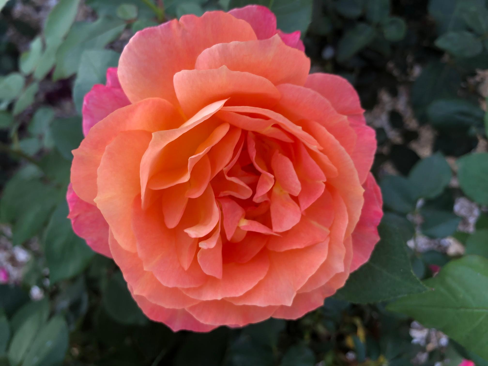 LV Rose Society Mug – Lehigh Valley Rose Society Inc.