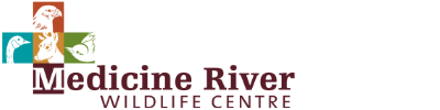 Medicine River Wildlife Centre