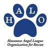 Havanese Angel League 