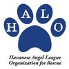 HALO Havanese Rescue