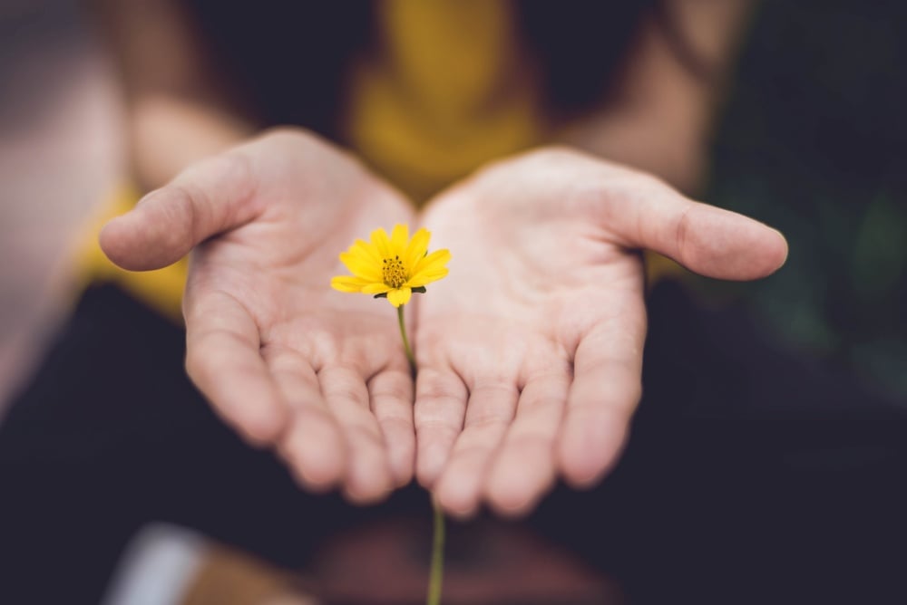 Hands held out with yellow flower