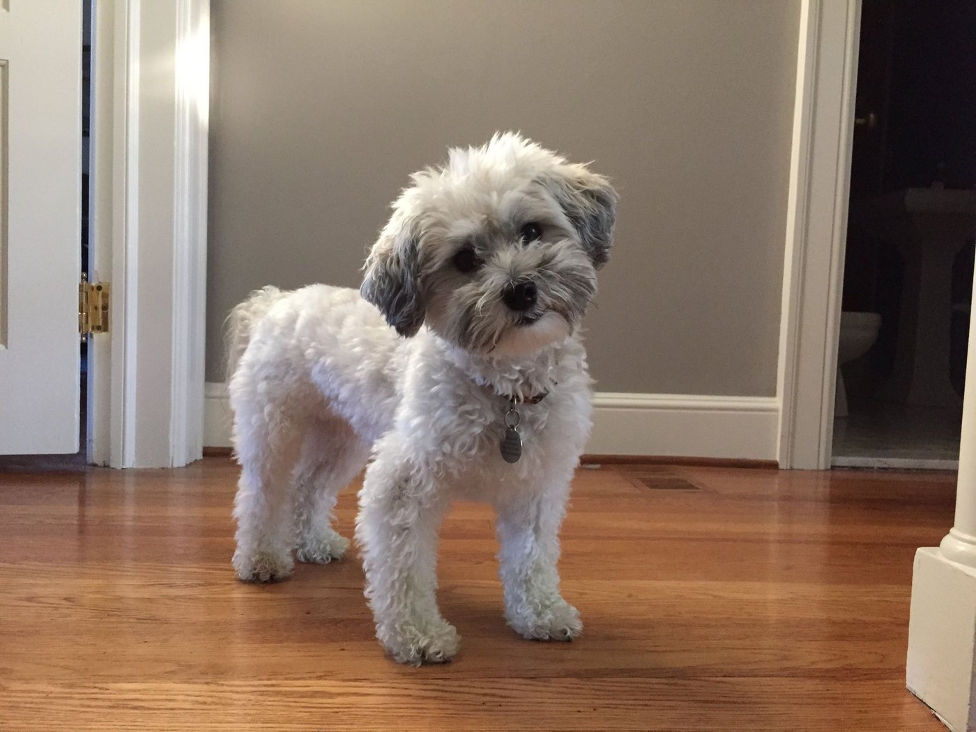 HALO Havanese Rescue