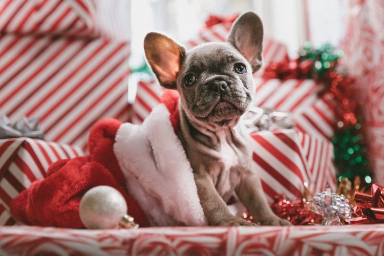 Puppy in a Christmas Hat for Fundraising Calendar