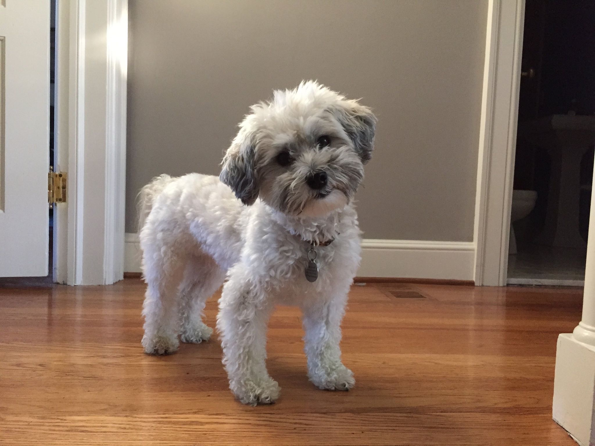 Havanese Rescue Seattle